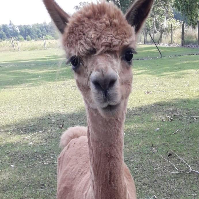 Alpacahof 2024